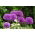 Czosnek ozdobny Purple Sensation - GIGA paczka! - 150 szt.