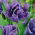 Tulipan papuzi Blue Parrot - duża paczka! - 50 szt.