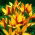 Tulipan botaniczny - Cynthia - GIGA paczka! - 250 szt.