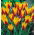 Tulipan botaniczny - Cynthia - GIGA paczka! - 250 szt.