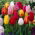 Tulipan Mix - GIGA paczka! - 250 szt.