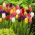 Tulipan Mix - GIGA paczka! - 250 szt.