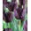 Tulipan Queen of Night - duża paczka! - 50 szt.