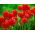 Tulipan czerwony - Red - GIGA paczka! - 250 szt.
