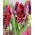 Tulipan Rococo - duża paczka! - 50 szt.
