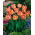 Tulipan Salmon Parrot - duża paczka! - 50 szt.