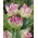 Tulipan Webers Parrot - duża paczka! - 50 szt.