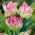 Tulipan Webers Parrot - duża paczka! - 50 szt.