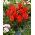 Tulipan Red Riding Hood - duża paczka! - 50 szt.