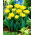 Tulipan Monte Carlo - duża paczka! - 50 szt.