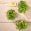 Microgreens - Słonecznik - młode listki o unikalnym smaku - 1 kg