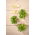 Microgreens - Słonecznik - młode listki o unikalnym smaku - 1 kg