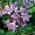 Drzewo tlenowe - Oxygen Tree - Paulownia omszona - produkuje dużo tlenu