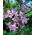 Drzewo tlenowe - Oxygen Tree - Paulownia omszona - produkuje dużo tlenu