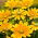 Rudbekia dwubarwna Green Eyes