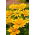 Rudbekia dwubarwna Green Eyes