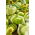 Miechunka pomidorowa Tomatillo