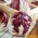 Cykoria sałatowa Radicchio Palla Rossa 2