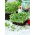 Microgreens - Bazylia zielona - młode listki o unikalnym smaku - 100 gram