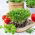 Microgreens - Kolendra siewna - młode listki o unikalnym smaku - 1 kg