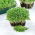 Microgreens - Lucerna - młode listki o unikalnym smaku - 1 kg