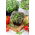 Microgreens - Mizuna - młode listki o unikalnym smaku - 100 gram