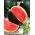 Arbuz, kawon Sugar Baby - 23 nasion