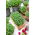 Microgreens - Rzeżucha - młode listki o unikalnym smaku - 100 gram