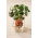 Microgreens - Nasturcja niska - młode listki o unikalnym smaku - 250 gram