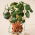 Microgreens - Nasturcja niska - młode listki o unikalnym smaku - 250 gram