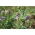 Lucerna siewna Eugenia - 1 kg