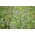 Lucerna siewna Felsy - 1 kg