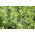 Lucerna siewna Felsy - 1 kg