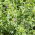 Lucerna siewna Felsy - 1 kg
