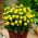 Dalia - Topmix Yellow