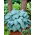 Funkia - Canadian Blue