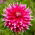 Dalia - Ac Dark Horse