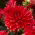 Dalia - Garden Wonder