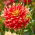 Dalia - Bodacious
