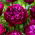 Piwonia, Paeonia - Peter Brand - sadzonka