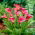 Calla Rose Queen