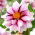 Dalia - Edge of Joy