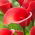 Calla Red Alert