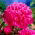 Piwonia, Paeonia - Amabilis - sadzonka