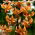 Lilia złotogłów pomarańczowa - Orange