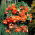 Begonia zwisająca, kaskadowa - pomarańczowa - 2 bulwy