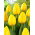 Tulipan Novi Sun - 50 szt.