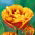 Tulipan Bonanza - 5 szt.
