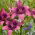 Lilia azjatycka - Purple Dream - duża paczka! - 10 szt.