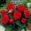 Begonia strzępiasta Fimbriata - czerwona - 2 bulwy